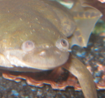 sick froggie 1.PNG