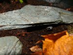 101214_salamanders_001.jpg