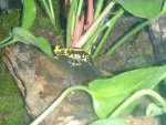 tank setup fire salamander 020.jpg