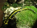 tank setup fire salamander 001.jpg