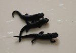 juv newts 2.jpg