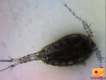 copepod.jpg