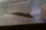 20110523  fbn larvae c.jpg