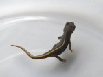 110616_newts_013.jpg