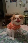 20110624  Gizmo really tiny outfit.JPG