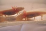 Albino Axolotl #1.jpg