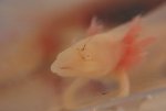 Albino Axolotl #2.jpg