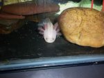 axies 049.jpg