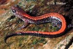 redbackSalamander.jpg