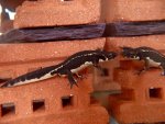 111014_newts_021.jpg