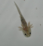 axolotl baby.png