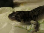 Tiger Salamander 010.jpg