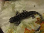 Tiger Salamander 006.jpg