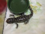 Tiger Salamander 001.jpg