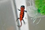 firebelly newt 2.jpg