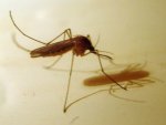 femalemosquito.jpg