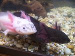 Axolotls 005.jpg