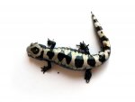 120630_salamanders_003.jpg