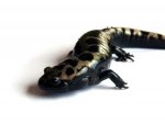 120630_salamanders_012.jpg