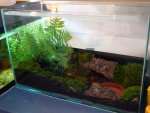 120630_salamanders_025.jpg