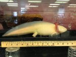 axolotl 13 inches long.jpg