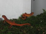 salamanders 004 (Small).jpg