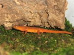 salamanders 003 (Small).jpg