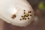 2 week tadpole and new eggs.jpg