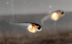 pair of tadpoles 2.JPG