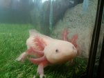 Axolotl Turf Substrate.jpg