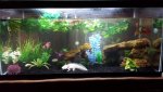 axolotl tank 3.jpg