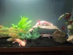 Axolotls 035.jpg