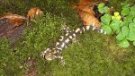 ambystoma_mavortium_cb2013_04.jpg