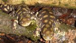 ambystoma_mavortium_cb2013_05.jpg