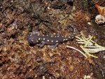 Ambystoma maculatum 2014 001.jpg