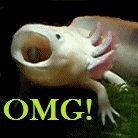 omg axolotl.jpg