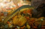 Redspotted_newt.jpg