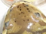 Black Fungus 004.jpg