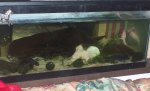 axolotl white sand 2008.jpg