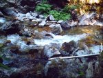 Idaho giant salamander 006.jpg