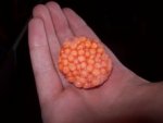 salmon eggs.jpg