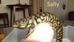 Sally 2.jpg