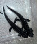 Morphed Ambystoma tigrinum.jpg 2.jpg