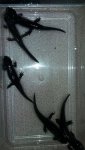 Morphed Ambystoma tigrinum.jpg 2.jpg 3.jpg