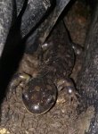 Ambystoma tugrinum adult. 4.jpg