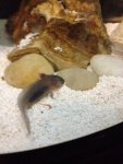 axolotl2.JPG