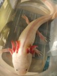 axolotl fungus 1.jpg