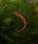 danube crested newt well fed.jpg