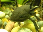 Axolotl7.jpg