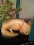 axolotl1.jpg